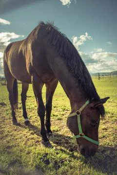 Horse Stock Photos