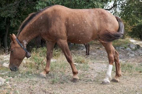 Horse Stock Photos