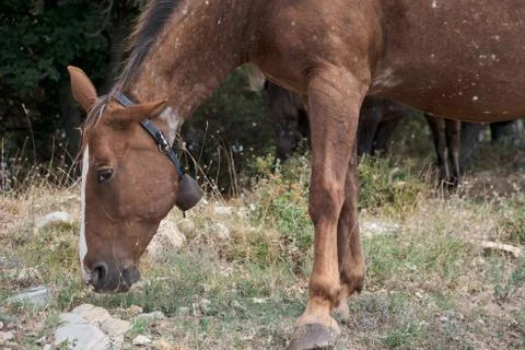 Horse Stock Photos