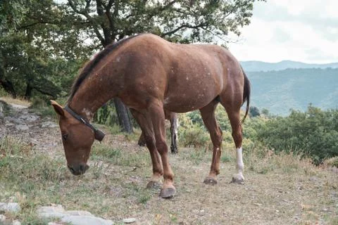 Horse Stock Photos