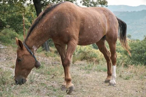 Horse Stock Photos