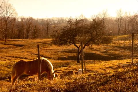 Horse Stock Photos