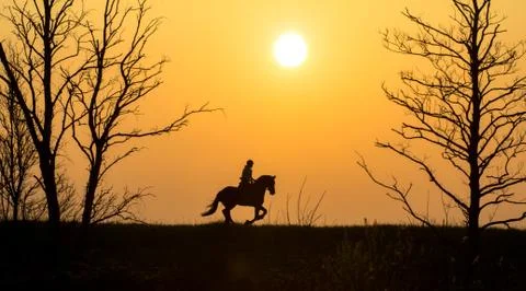 Horse Foto stock