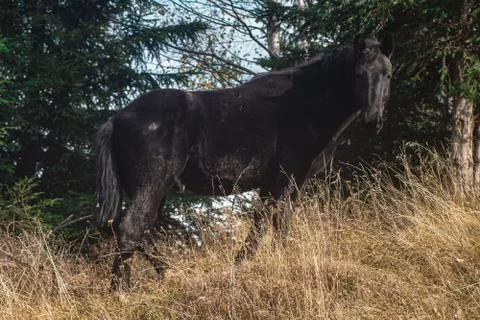 Horse Stock Photos