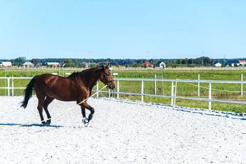 Horse Stock Photos