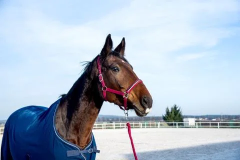 Horse Foto stock