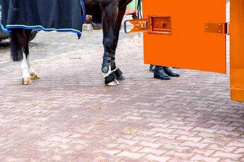 Horse Stock Photos