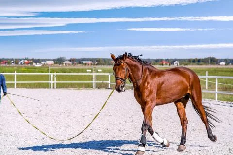 Horse Stock Photos