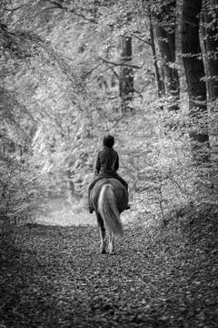 Horse Stock Photos