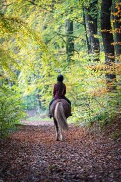 Horse Stock Photos