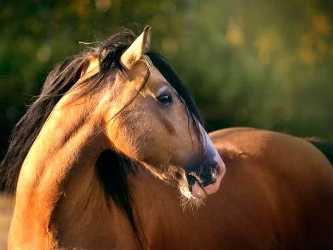 Horse Stock Photos