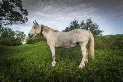 Horse Stock Photos