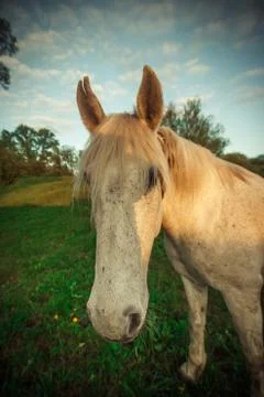 Horse Stock Photos