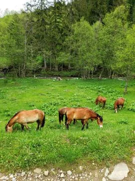 Horse 写真素材