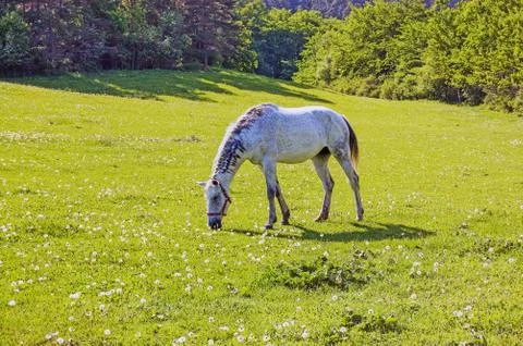 Horse Stock Photos