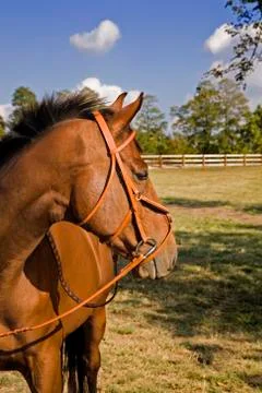 Horse Foto stock