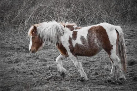 Horse Stock Photos