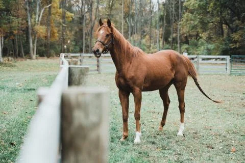 Horse Stockfoto's