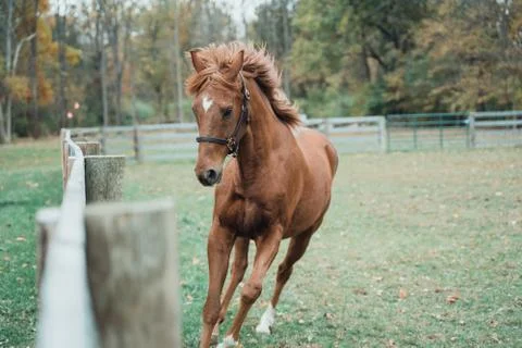 Horse Stockfoto's