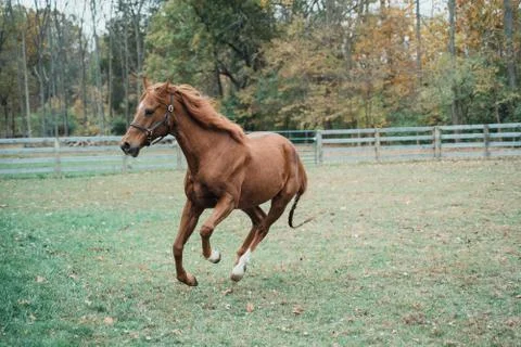 Horse Stockfoto's