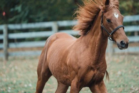 Horse Stockfoto's