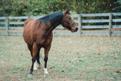 Horse Stockfoto's