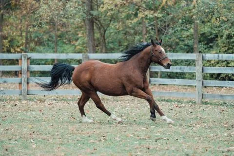 Horse Stockfoto's