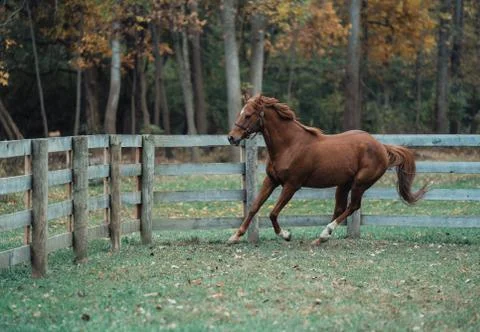 Horse Stockfoto's