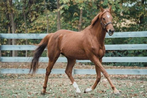 Horse Stockfoto's