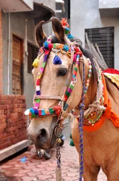 The horse Stock Photos