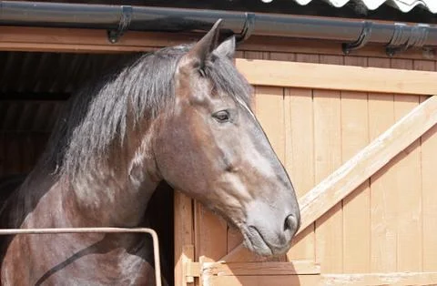 Horse. Stock Photos