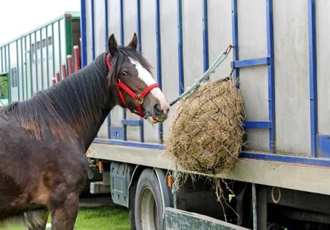 Horse. 写真素材