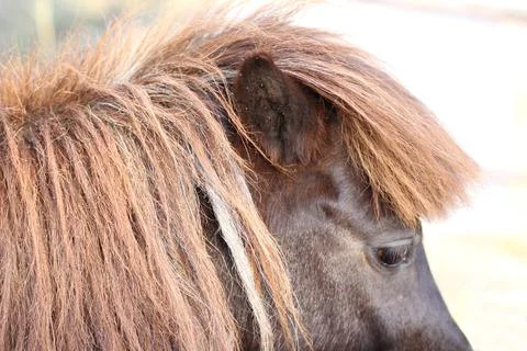 Horse Stock Photos
