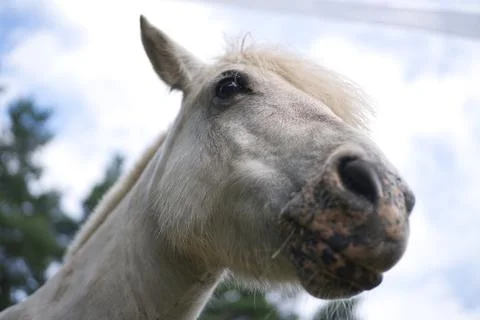 The horse Stock Photos
