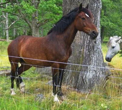 Horse Stock Photos