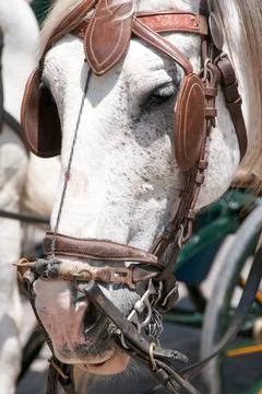 Horse Stock Photos
