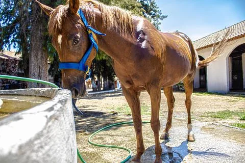 Horse Foto stock