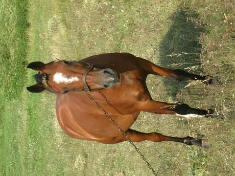 Horse Stock Photos
