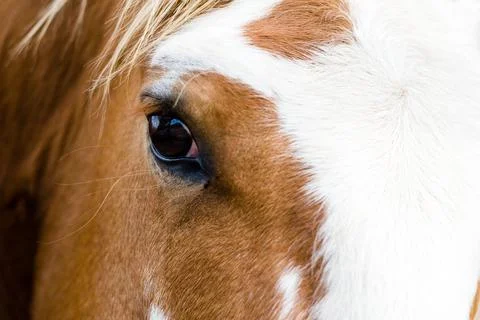 Horse Stock Photos