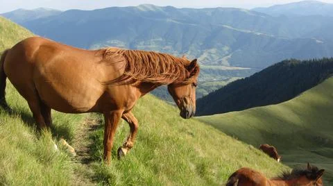 Horse Stock Photos