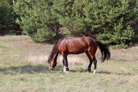 Horse Stock Photos