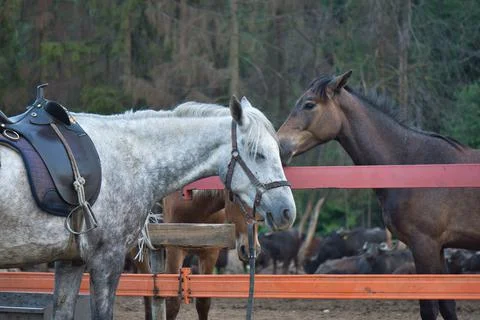 Horse Foto stock