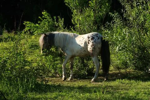 Horse Stock Photos