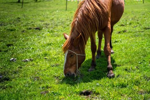 Horse Stock Photos