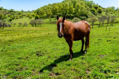 Horse Stock Photos