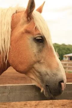 Horse Stock Photos