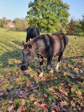 Horse Stockfoto's