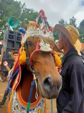 Horse Foto stock