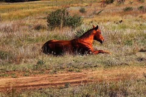 Horse Fotos de archivo