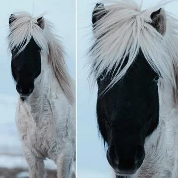 The horse 库存照片